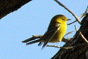 Pine Warbler